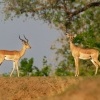 Impala - Aepyceros melampus o7163
